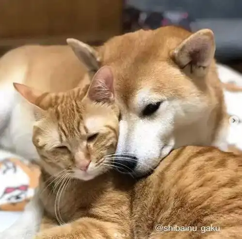 日本一柴犬以为自己是猫,每天和只橘猫混一起后,画风变成了这样
