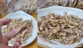 这都能吃下去我服你全球十种高能奇葩美食
