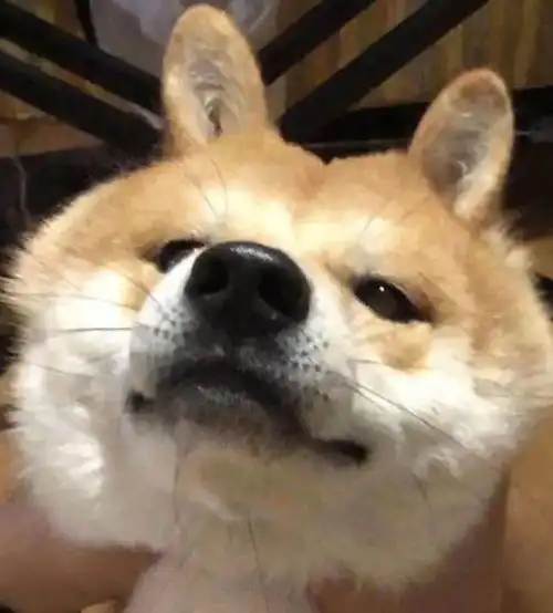 蹲狗狗的来,狗子头像,宠物狗头像
