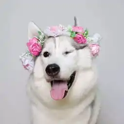 犬界十大温柔狗狗排名看到第一名我觉得实至名归

