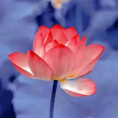 老人微信荷花头像图片,做微信头像最漂亮莲花的图片
