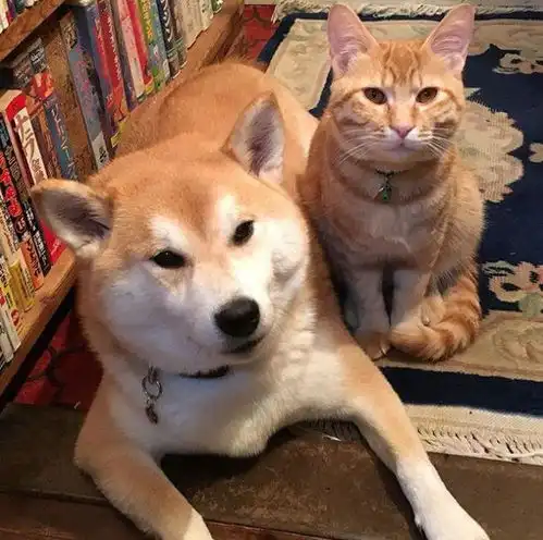日本柴犬以为自己是猫,每天和橘猫依偎在一起,上演温柔总裁花式宠溺小娇妻
