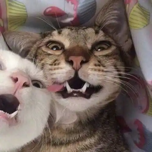 猫猫狗狗动物情头我今晚最烦恼的事情还是抱不到我最爱的男孩
