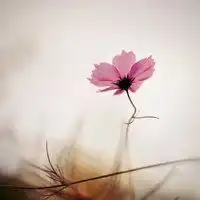 唯美头像花朵唯美高清微信头像图片大全
