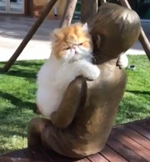 猫咪跑公园抱雕像,感受人的拥抱,网友到底有多缺爱
