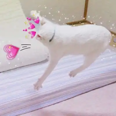 猫咪情头一对两张可爱打架2020猫咪情侣头像一左一右高清
