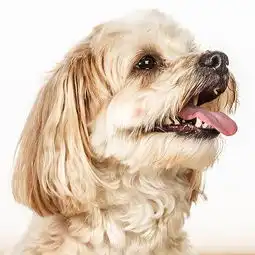 dogface千姿百态的宠物狗照片美国barbaraobrien动物摄影师作品
