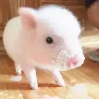 动物头像
