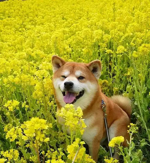 趣日本一柴犬因笑容治愈走红网络网友承包了我2018年的头像
