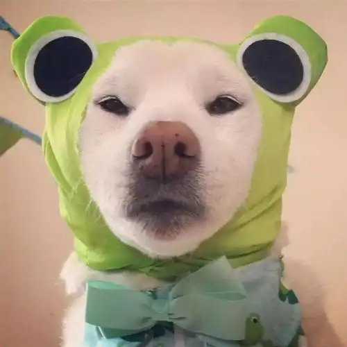 天寒地冻东莞其实还在秋天里
