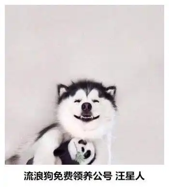 四只狗狗因排队等烤肉爆红,店老板它们每天都来...
