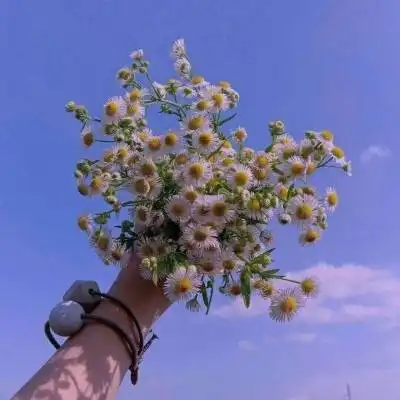 微信头像花朵图片大全菊花菊花女生微信头像图片
