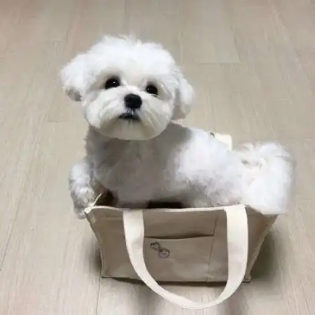可爱小狗小猫头像,希望这些宠物给你带来快乐
