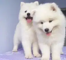 标题深圳哪里有卖萨摩耶幼犬出售纯种澳版萨摩耶小狗
