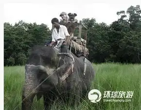 幸运的狗狗竟然跟主人一起环游29个国家
