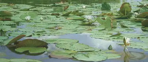 她的写实作品,差点以为是照片,特别是荷花
