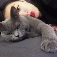 猫咪图片大全霸气头像微信头像图片大全
