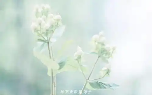 早安心语唯美配图微信朋友圈早安心语
