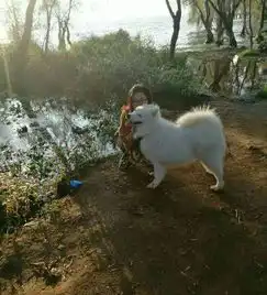 中大型犬狗笼萨摩阿拉二哈金毛都能用
