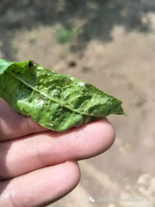 一筐砀山桃的故事
