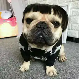 求此狗狗图片的情侣头像
