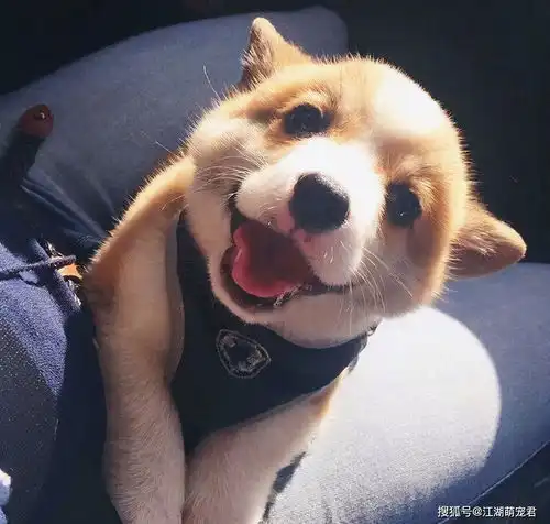养柯基犬,有这5个痛苦,你准备好承受了吗
