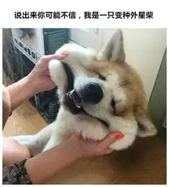 揉揉捏捏狗脸,萌到哭可能是最幸福最治愈的事之一了吧

