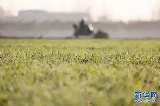 河南宝丰麦田里的灵动光影
