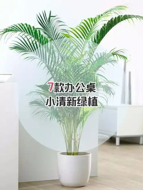 办公室绿植丨最适合上班族的小清新绿植
