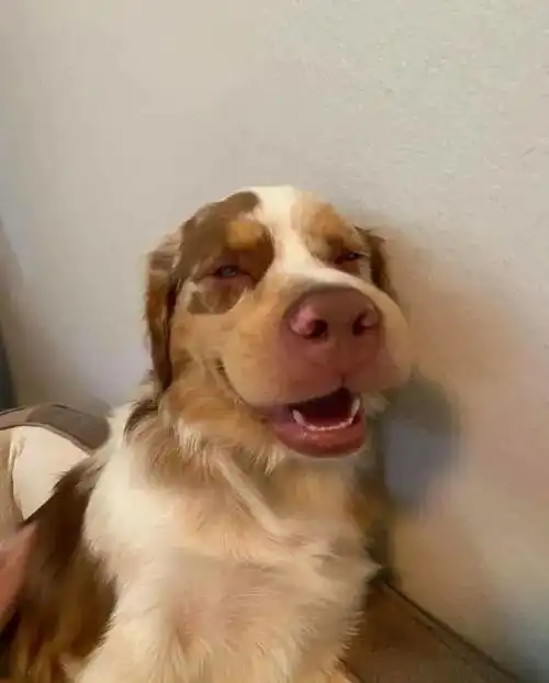 边牧是边牧,狗是狗,澳牧是牧羊犬中的二哈

