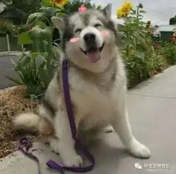 爱笑的狗狗都是会带来好运的天使

