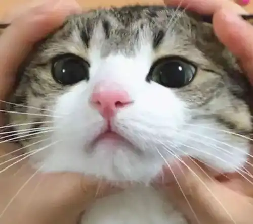 来自中国的狸花猫,因为表情包而成为网红,表情包被网友玩坏了
