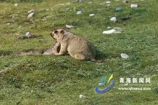探访圣湖神源之三旱獭很萌很天真很难说讨厌
