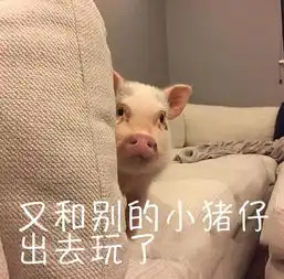 最近很火的小猪表情包我已经是别人的小猪了
