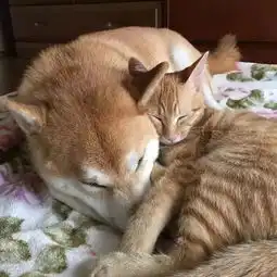 柴犬与橘猫一见如故,这毛色一看就是一家人
