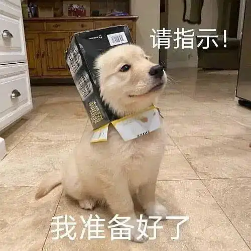 uu们有没有小狗头像o
