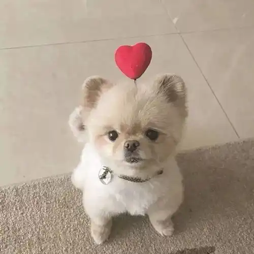 眉目成书
