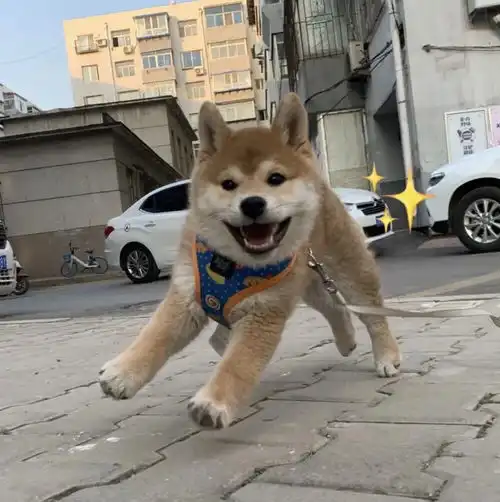 被你的可爱咬一口灵魂都失重狗狗猫表情包头像

