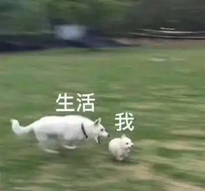 听说了吗十二星座每养一只狗,就有一对情侣分手
