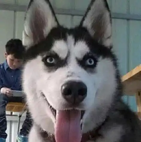 土狗阿黄当牧羊犬,竟然反被羊殴打,狗子这活我干不了
