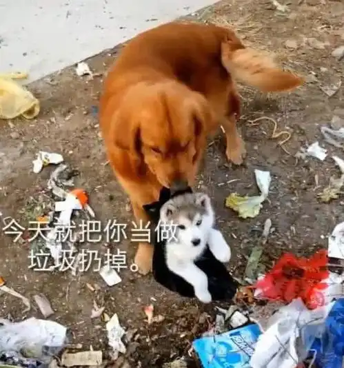 金毛把小二哈丢到垃圾池,金毛总是替你背黑锅主人家
