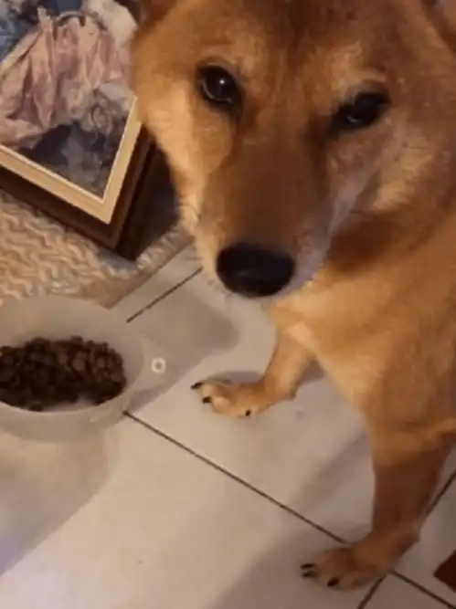 被前主人弃养,柴犬因此缺乏安全感,它一个习惯让人心疼
