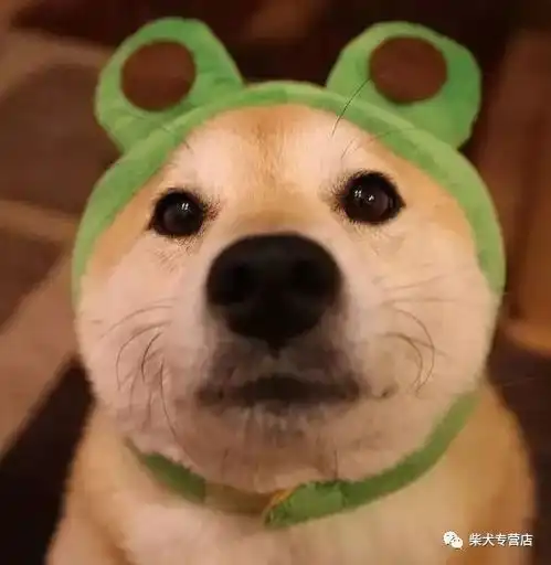 柴犬的脸特别尖,是不是串串
