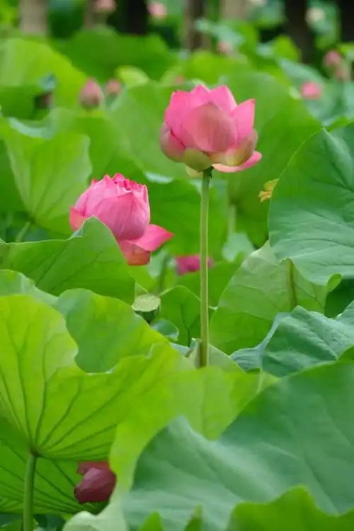 迟来的盛放,鹤林绿洲的荷花想开就开了
