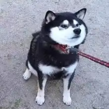 安徽6岁男孩被狗咬后狂犬病发去世...请把狂犬疫苗打给狗
