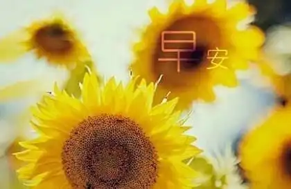 早安心语知音是贴切的默契,知己是完美的深交
