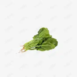 菠菜素材图片免费下载高清png千库网图片编号2922578
