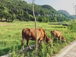 选行之旅左手麦田后手花海
