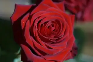 玫瑰,红色,红玫瑰,花,开花,玫瑰绽放,厂,浪漫,情人节,婚礼那天,花束,爱情,爱,我爱你
