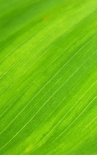 绿色系小清新护眼桌面壁纸2

